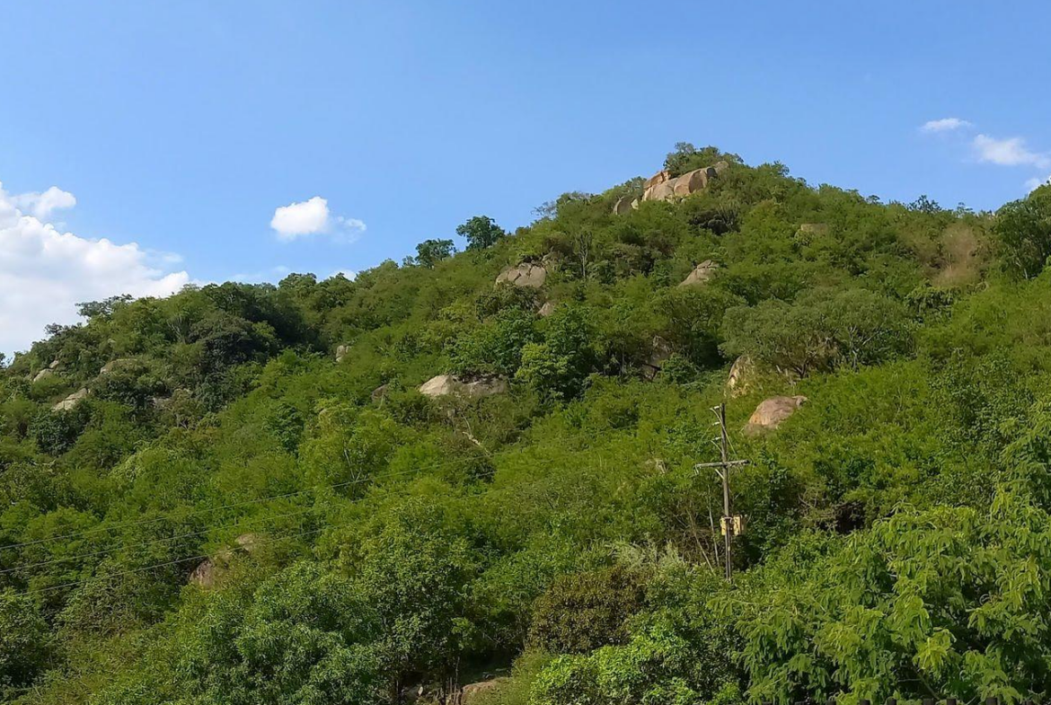 A Rare Opportunity – 5 Hectares of Country Living Close to Town